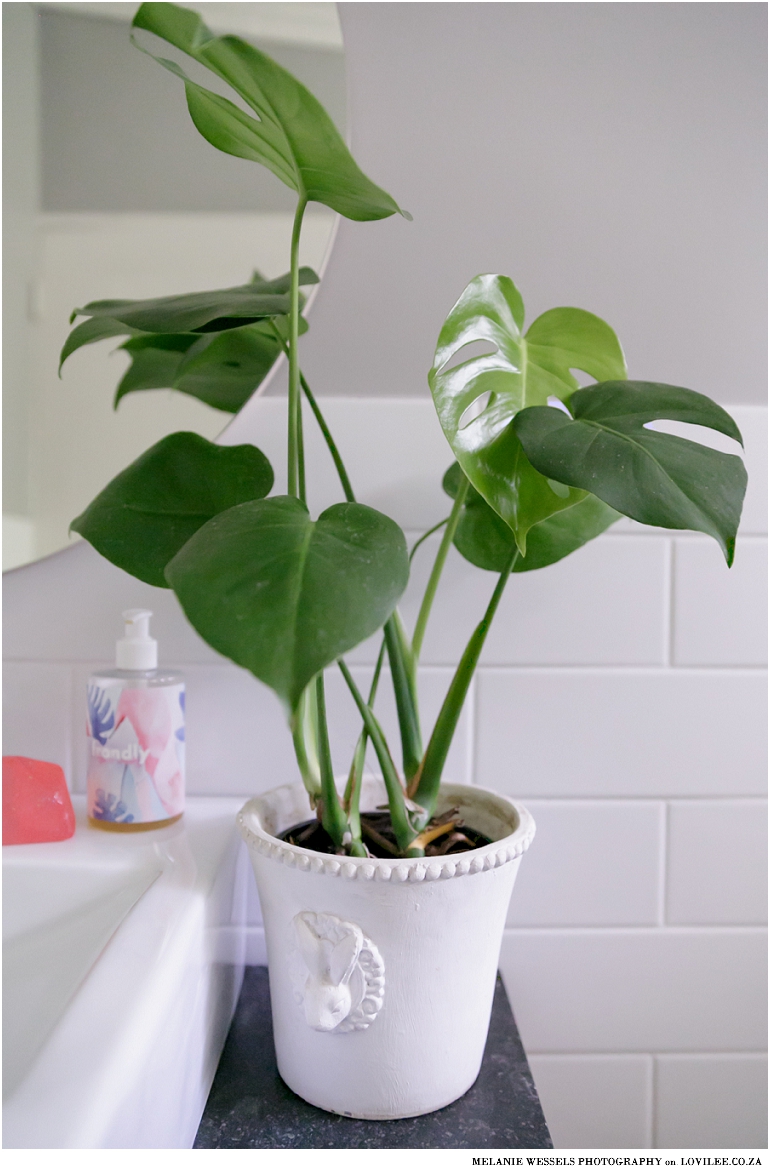 Monstera plant in a bunny pot used in a bathroom