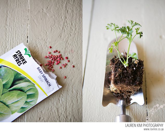 5 steps to vegetable and herb garden success!