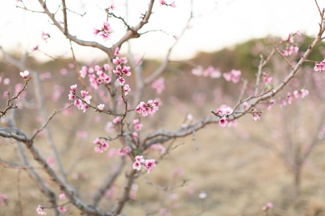 Cherry blossom trees