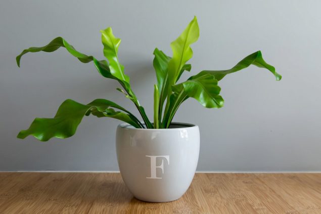 DIY flower pot with letter vinyl