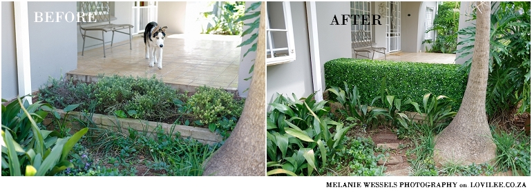 Real vs artificial hedge by Distinctive Designs