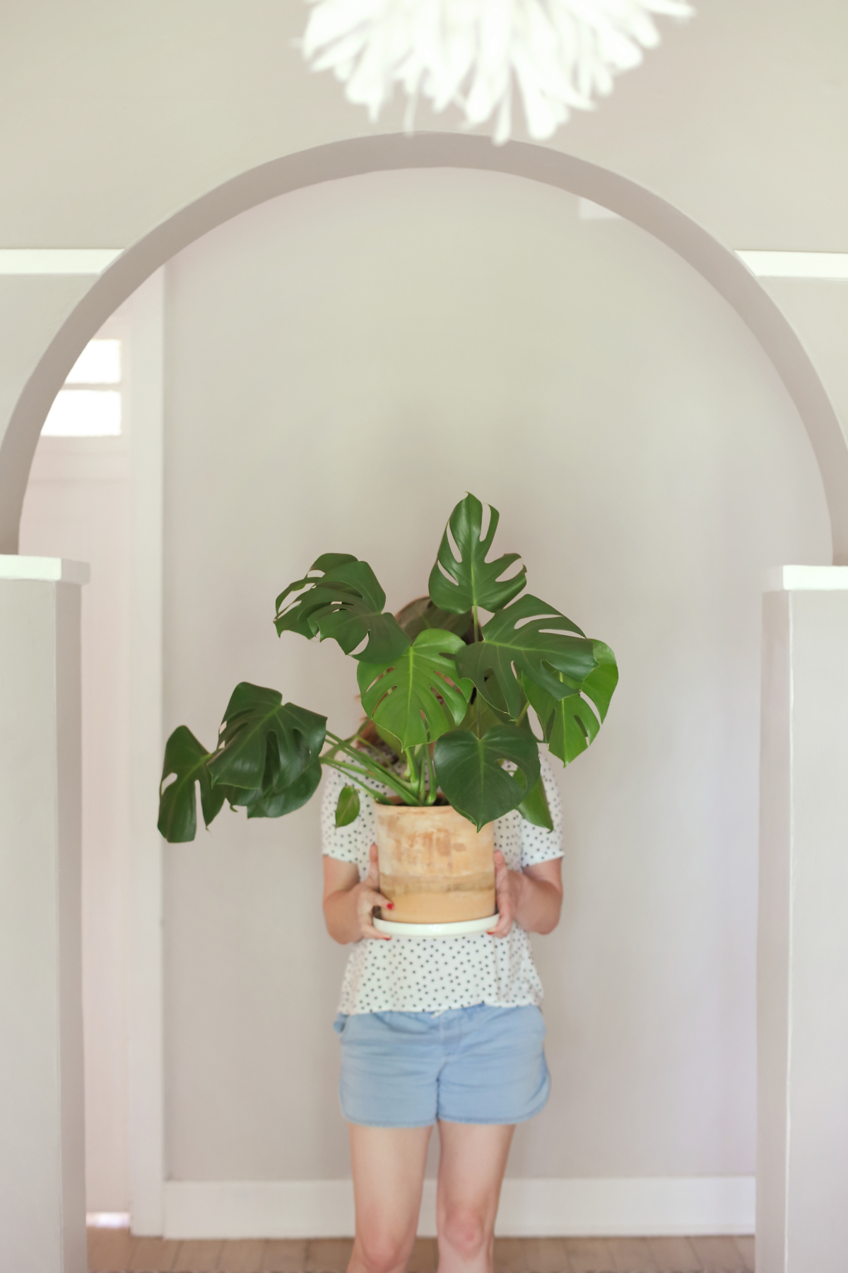 Monstera Plant